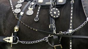 buckle history