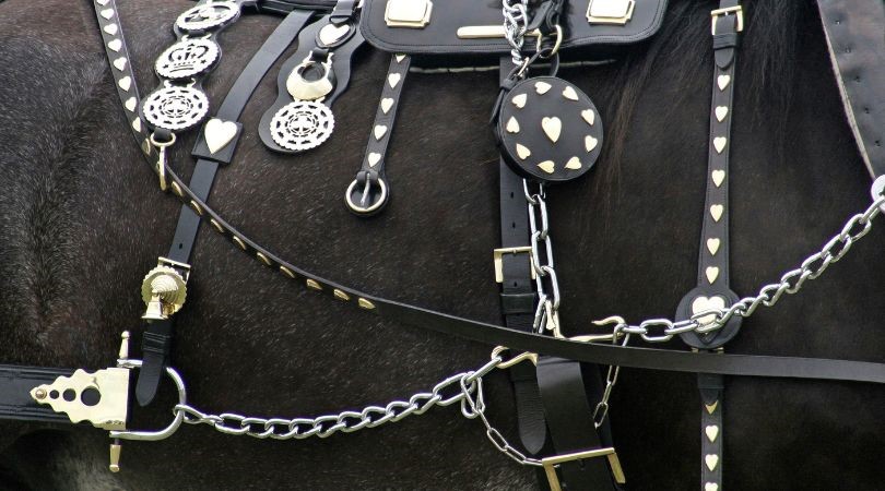 buckle history